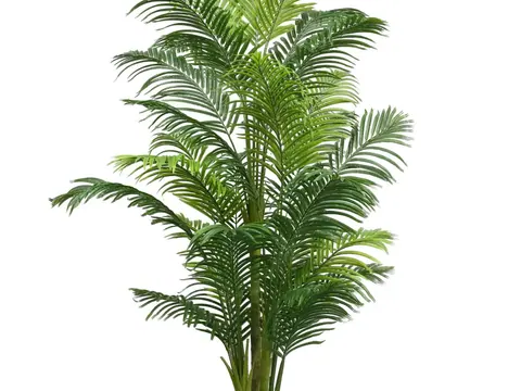 28 Leaves Queen Palm KD 250 cm