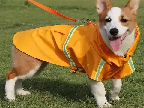 Corgi dog wearing a yellow reflective raincoat on a grassy lawn