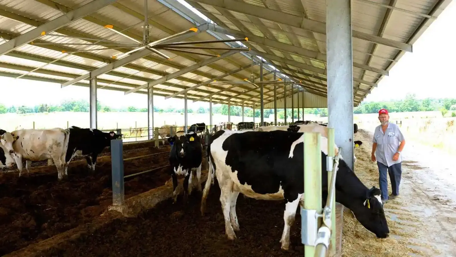Dairy cows in a barn ventilated by HVLS fans