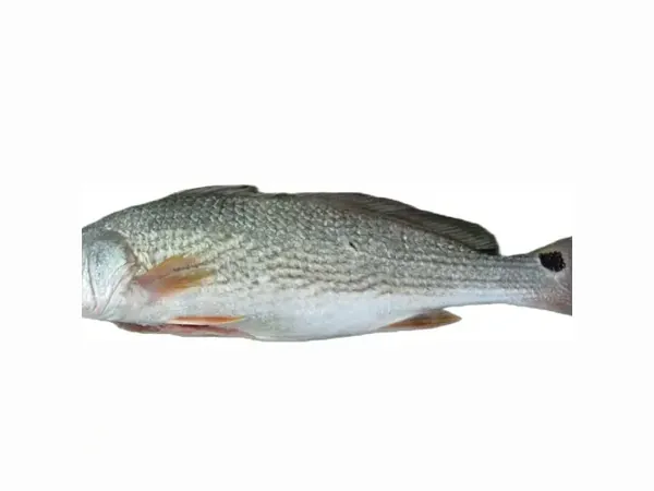 Products — CHF Seafood
