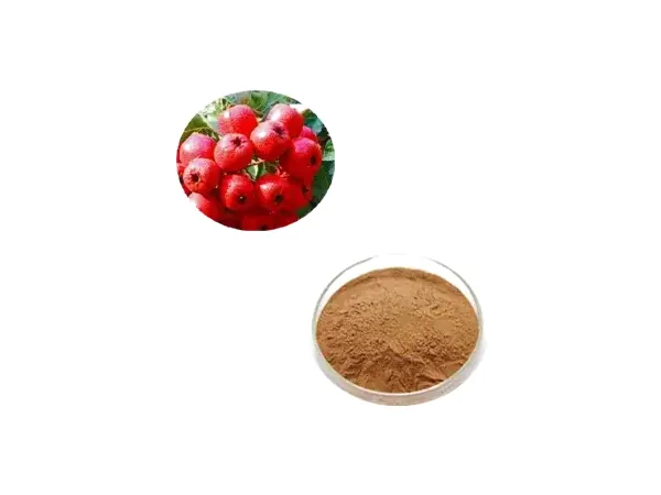 Hawthorn Extract — Extract1