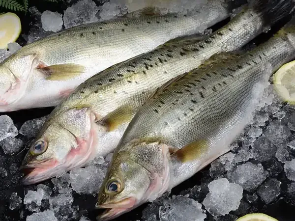 Farm raised Japanese sea bass on ice at the FFH Food factory in Zhuhai — Feng Fan Hui Food (Zhuhai)