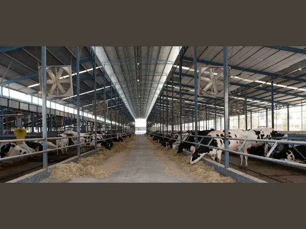 Industrial wall exhaust cooling fan shown in an industrial setting — Fujian Diamond Electrical and Mechanical (HVLS Fans)
