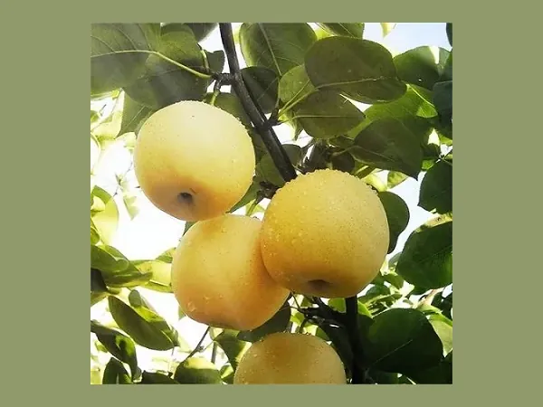 Pears ripening in a registered Hebei orchard — HB Choice Fruit