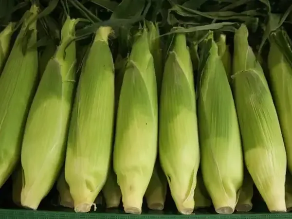 Freshly picked sweet corn ears in green husks packed side by side in a field crate — Yuyuan Agriculture (Shandong Pearl White Fruit Corn)