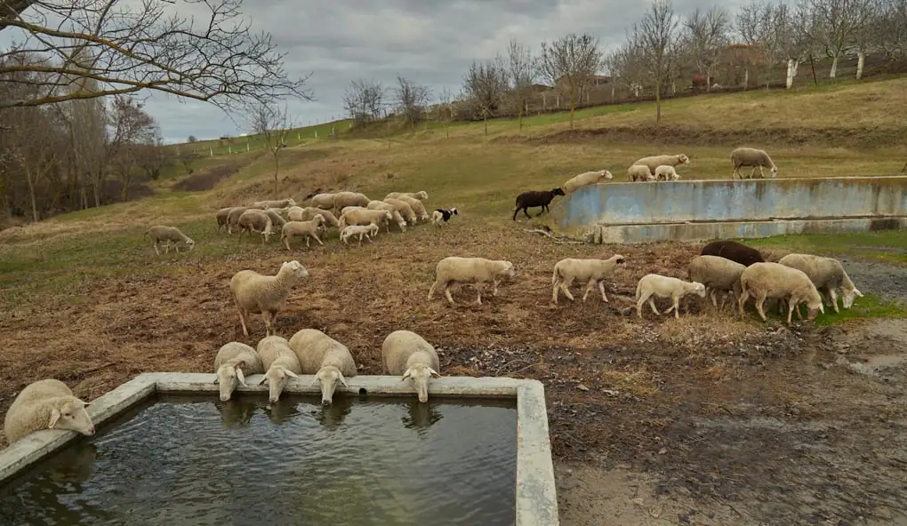 Solar livestock watering installation on open pasture