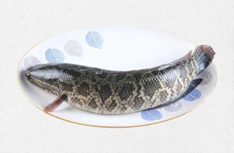Frozen Snakehead Fish (Toman Fish)