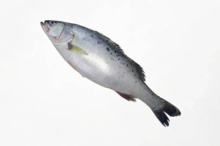 Frozen Seabass (Lateolabrax japonicus)