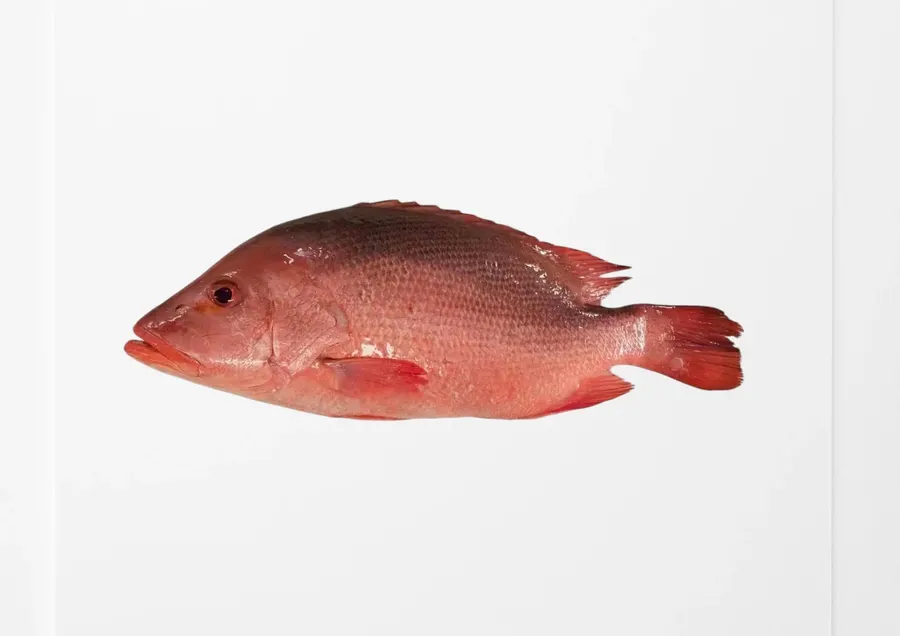 Frozen Red Snapper Farm Raised