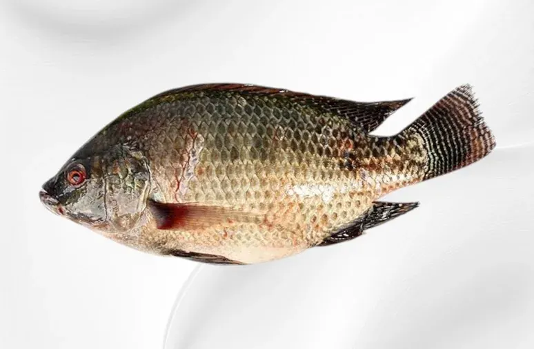 Frozen Tilapia (Oreochromis niloticus)