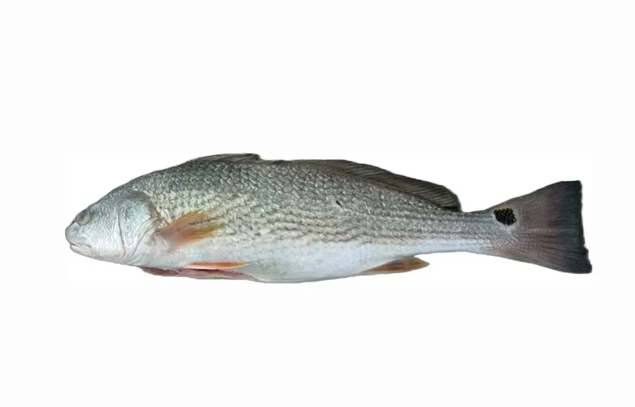 Frozen Red Drum Fish (Sciaenops ocellatus)