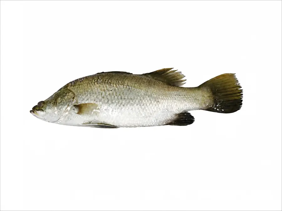 Frozen Barramundi (Lates calcarifer)