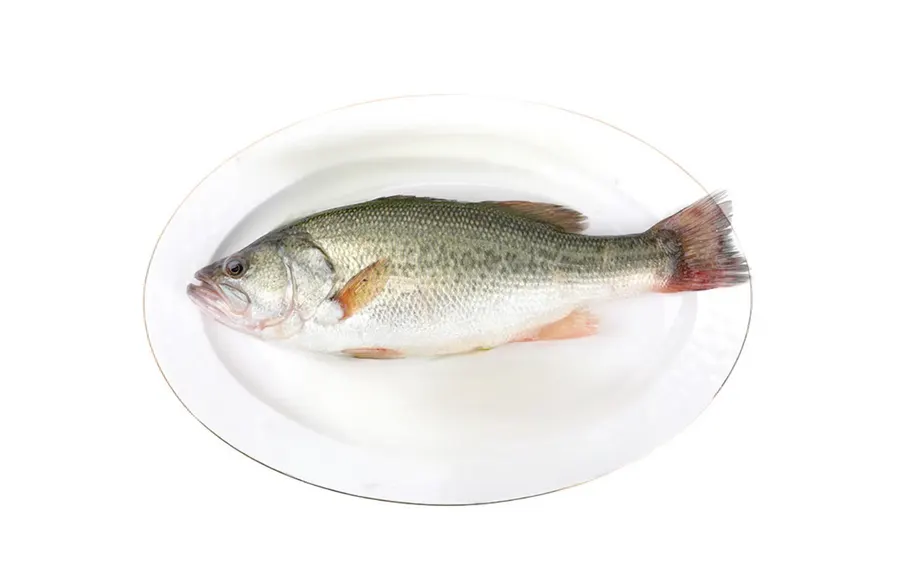 Largemouth Bass