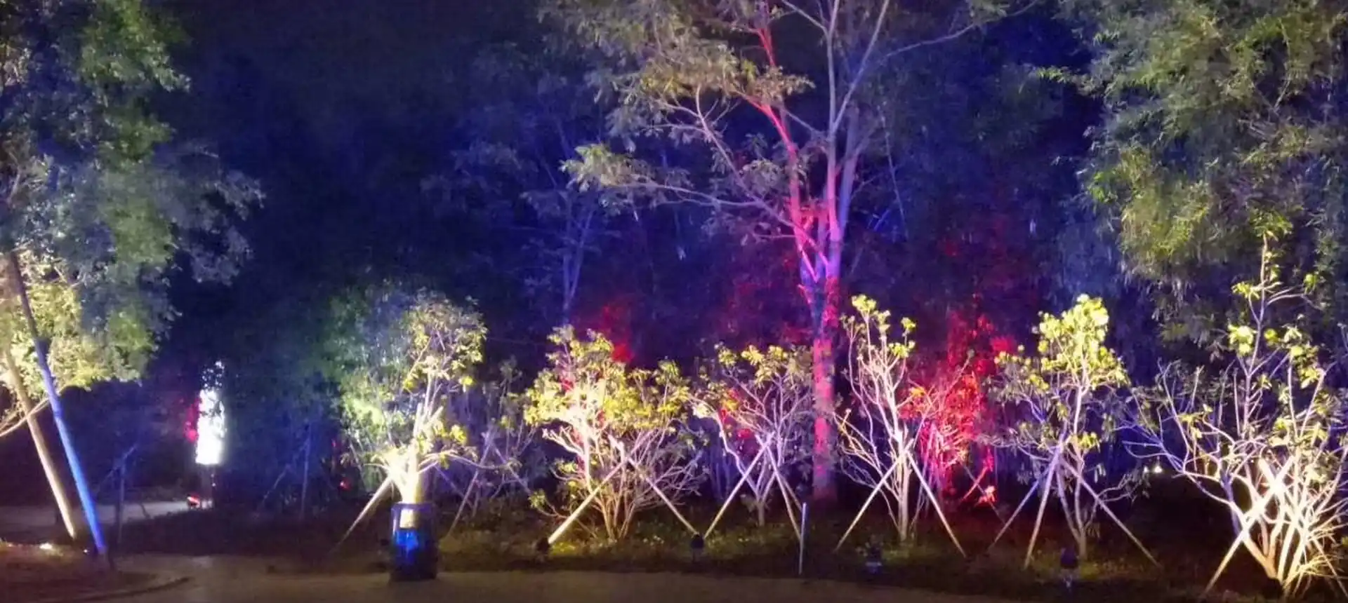 Estacione árvores e plantações iluminadas em cores com holofotes LED para exteriores FL Technology