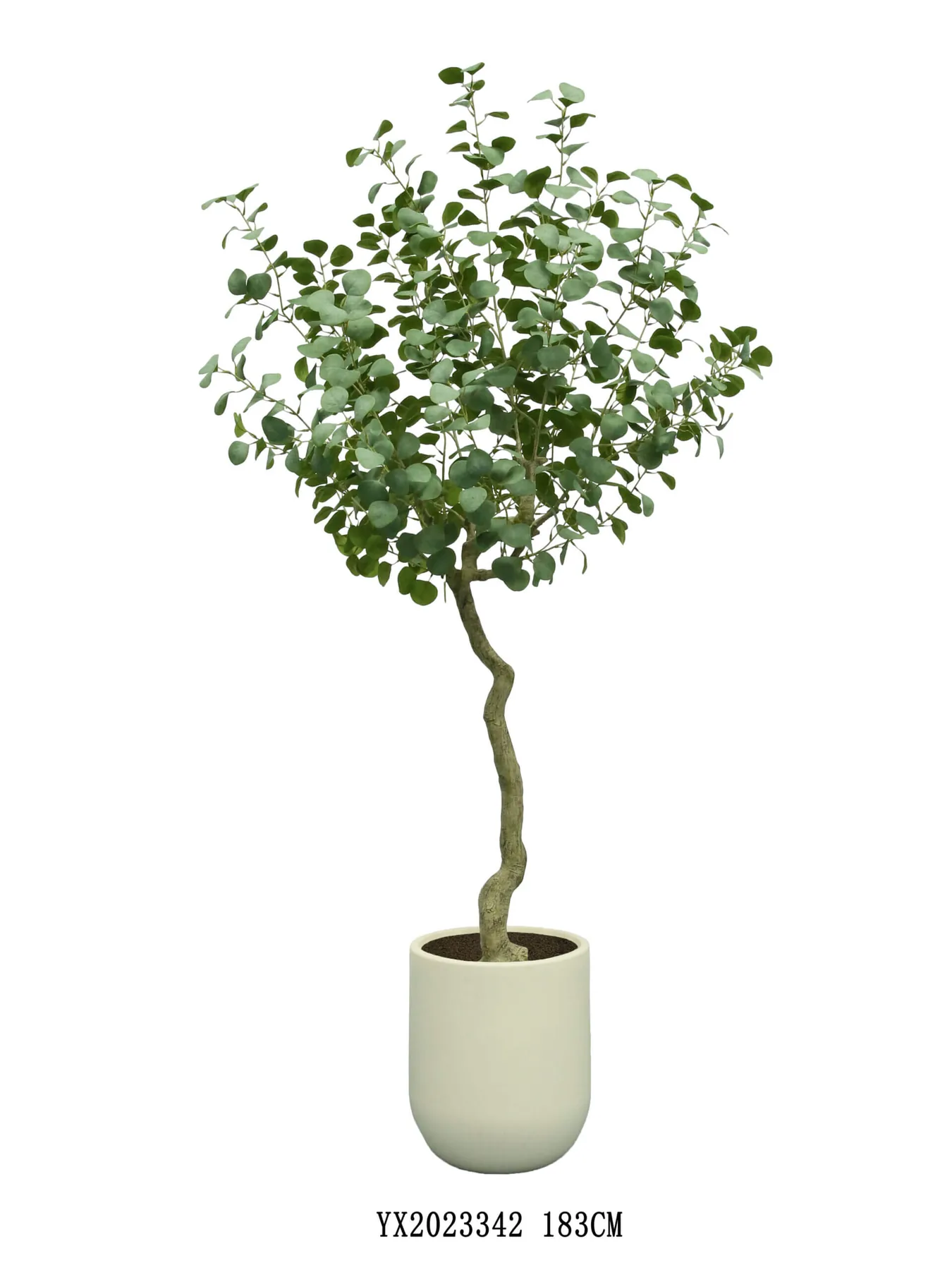 Eucalyptus 183 cm