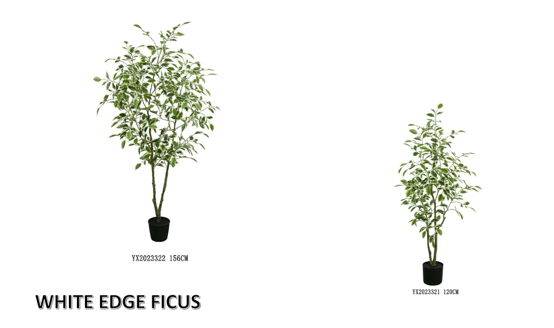 White Edge Ficus 156 cm alternative view 2