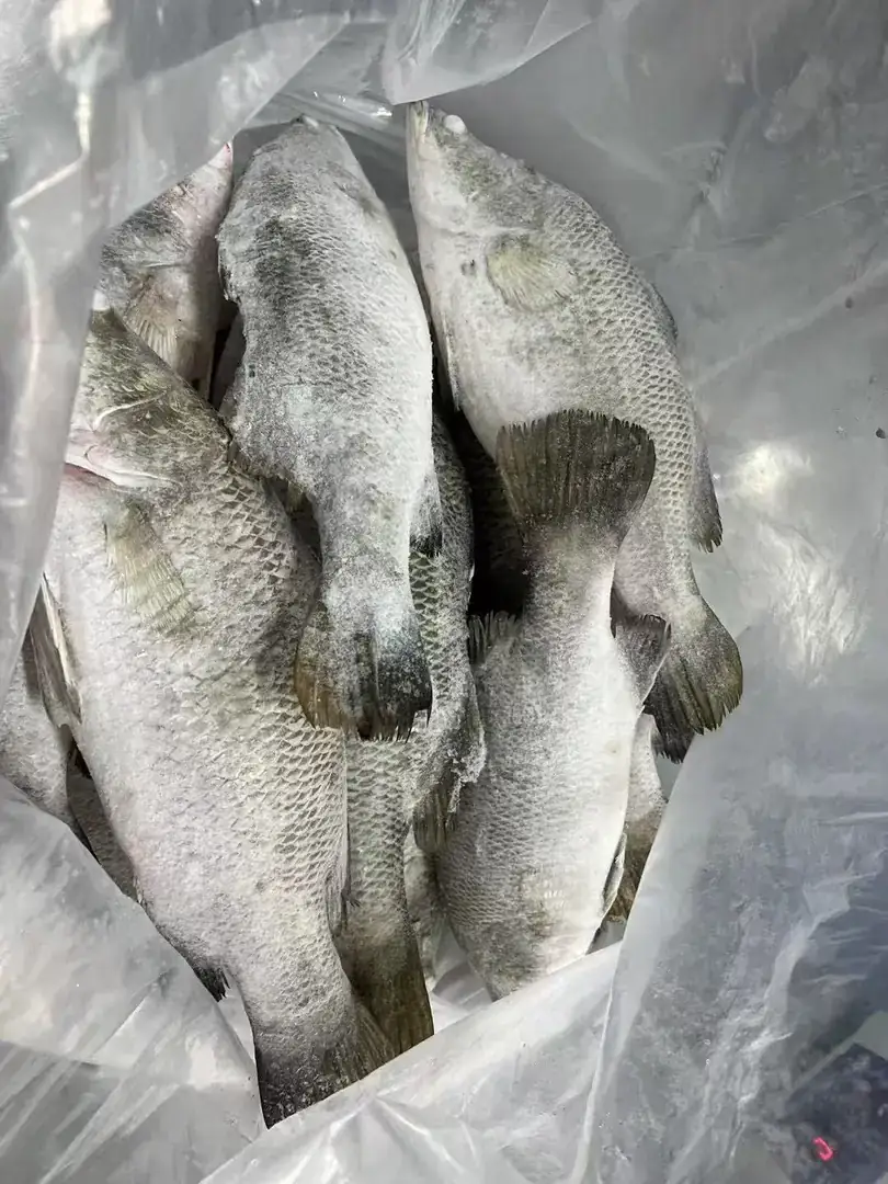 Whole gutted barramundi packed for frozen export