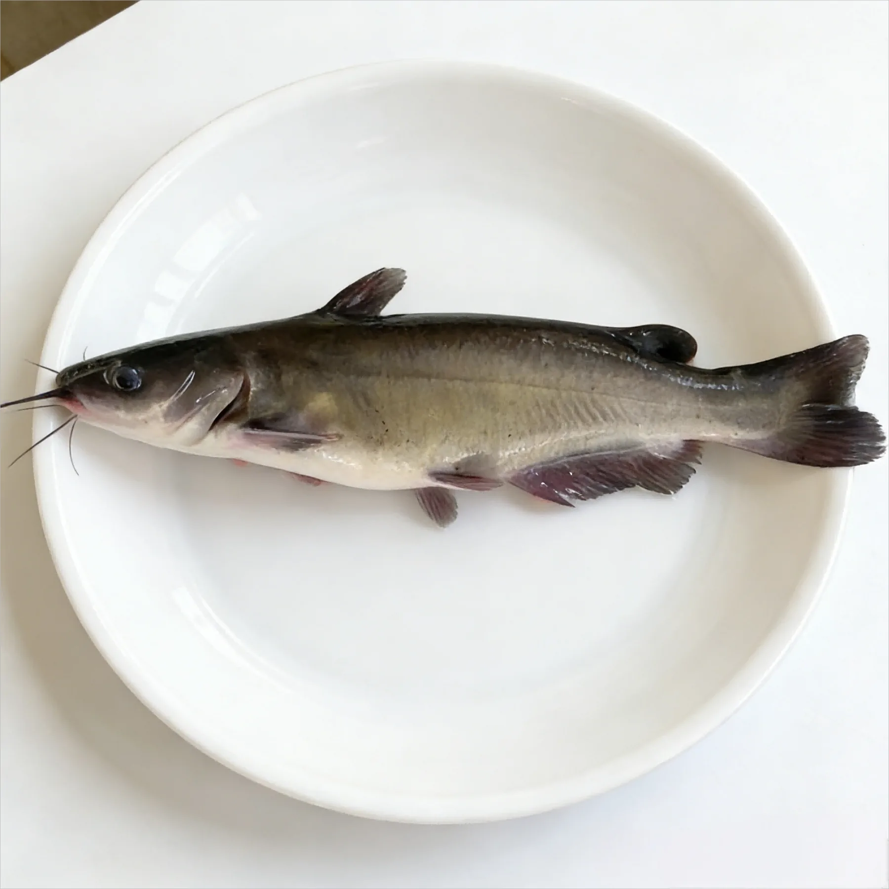 Whole channel catfish plated showing its smooth dark skin and barbels