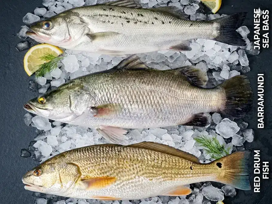 Frozen barramundi seabass and red drum fillets shown side by side on ice