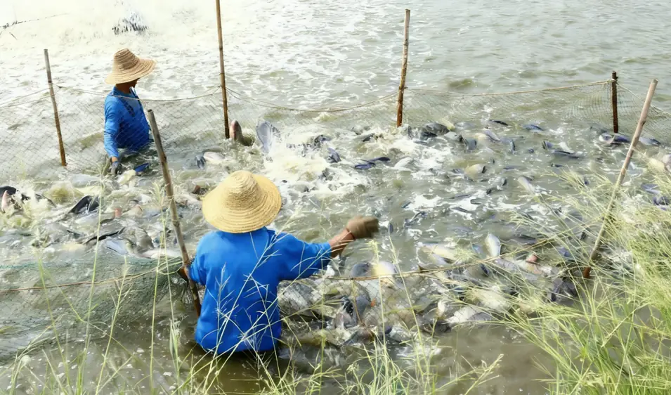 Farmmitarbeiter ernten mit Netzen Seebarsch in den Brackwasserteichen von Zhuhai