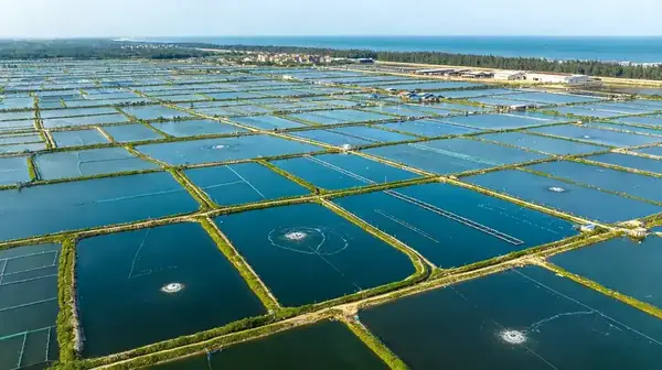 Vista aérea dos lagos de aquicultura FFH Food no estuário do Rio das Pérolas