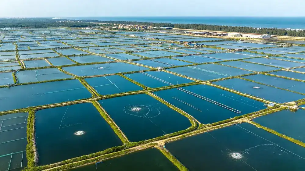 Luftaufnahme der FFH Food-Seebarsch-Zuchtbasis in Baijiao Zhuhai