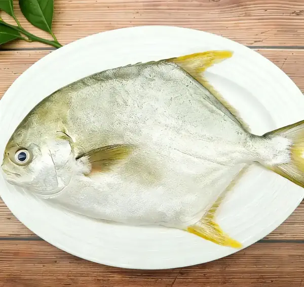 Der ganze Pompano ist mit Gold überzogen und zeigt seinen silbernen Körper und seine gelben Flossen