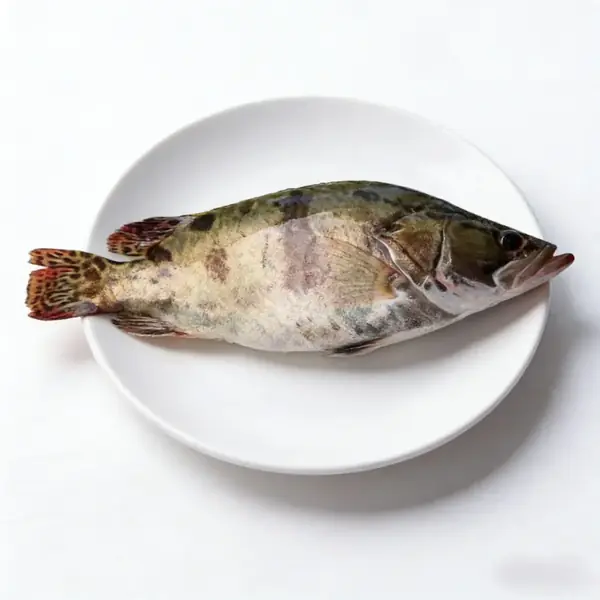 Ganzer Mandarinenfisch auf einem Teller mit geflecktem Körper und stacheliger Rückenflosse