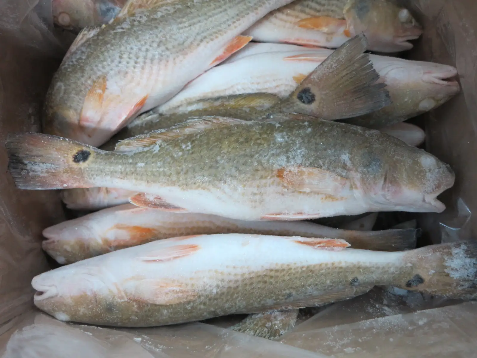 Whole round red drum fish stacked after grading