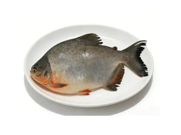 Ganz roter Pomfret plattiert, der seinen tiefen Körper und die rötlichen Flossen zeigt