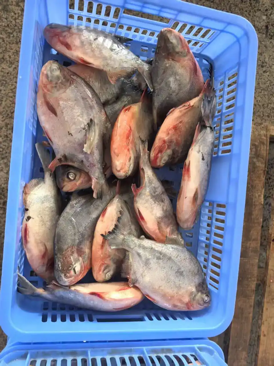Whole round red pomfret packed in a crate after grading