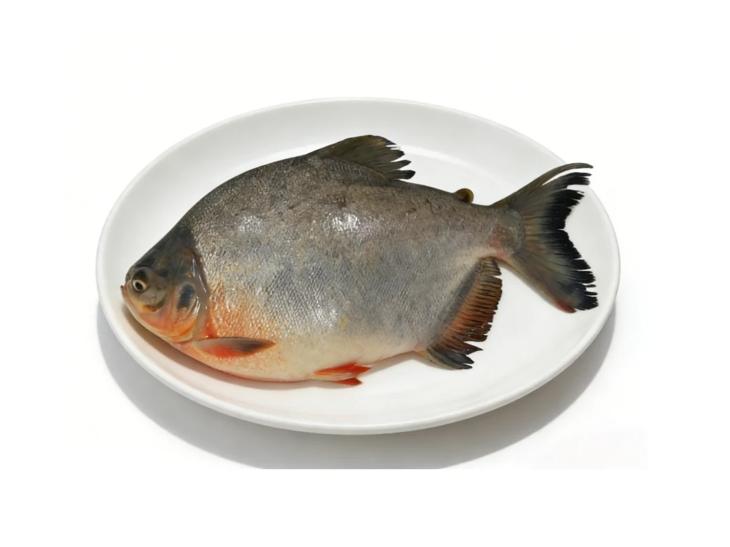 Whole red pomfret plated showing its deep body and reddish fins