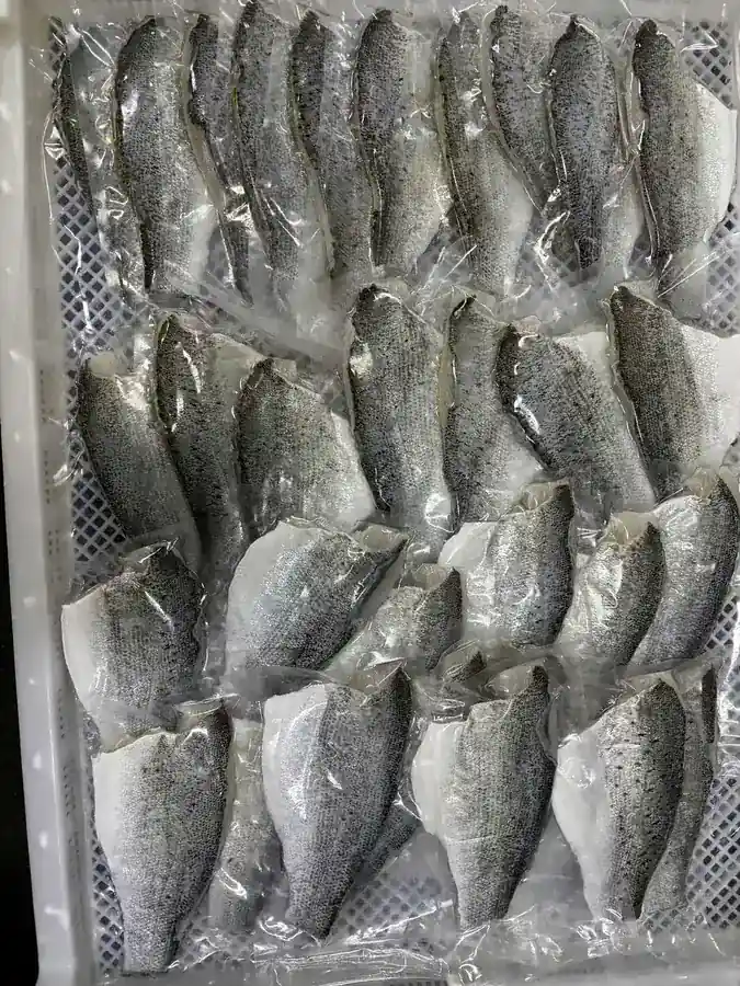 Einzeln vakuumverpackte Wolfsbarschfilets für den Einzelhandelsvertrieb