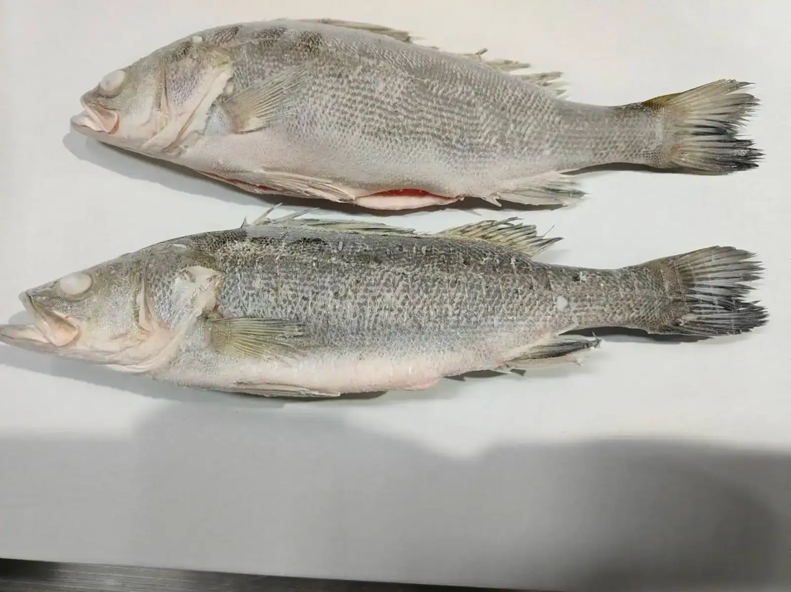 Sortierter gefrorener Fisch liegt auf dem Verarbeitungstisch bei FFH Food Zhuhai