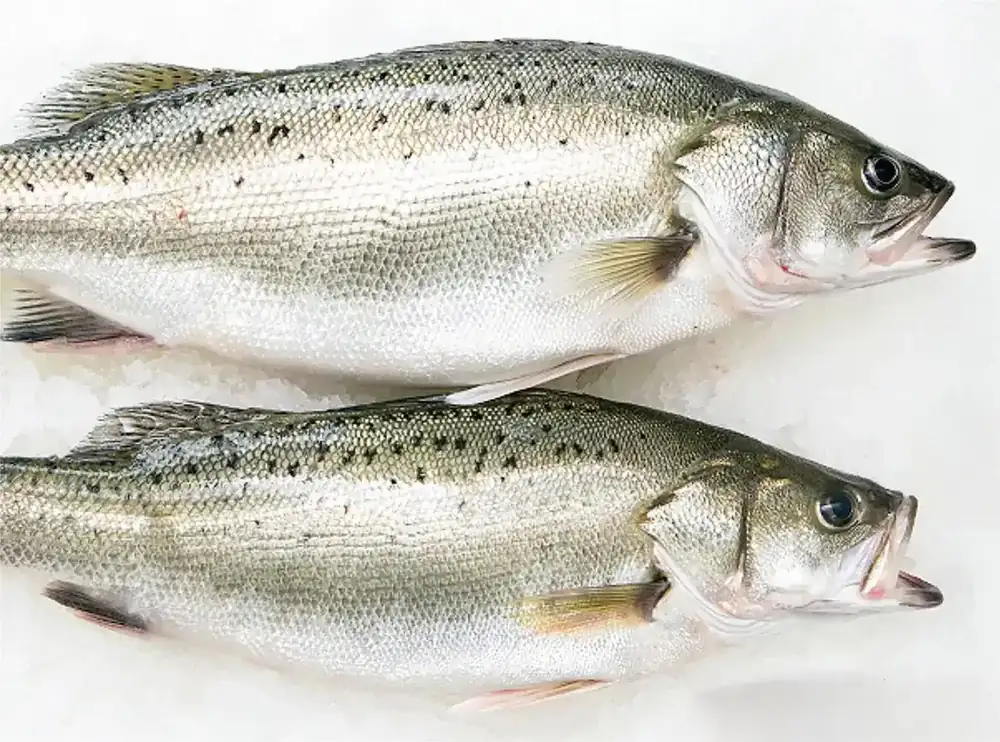 Two whole Japanese seabass showing the dark spotted skin pattern