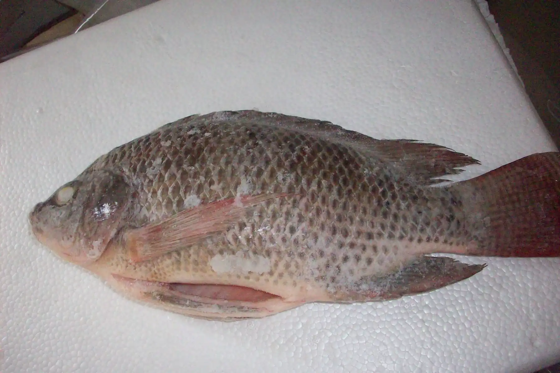 Whole round frozen tilapia after grading at the factory