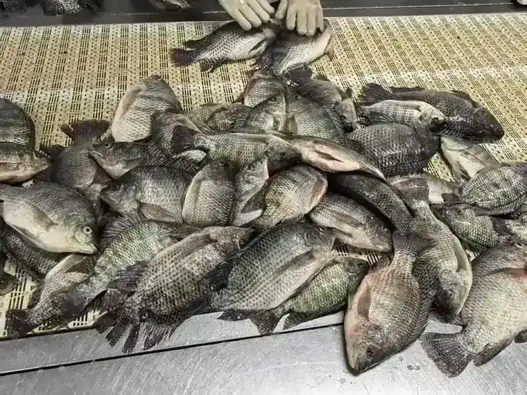 Graded tilapia on the processing line before freezing