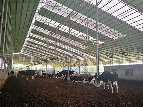 Cattle housing with a wide open ridge and large ceiling fans above the bedding area
