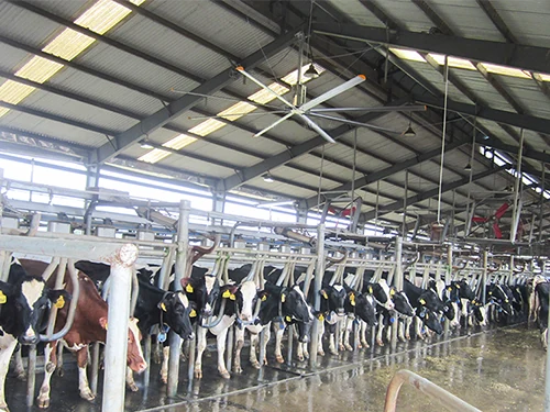 Rotary milking parlour with HVLS fans above the holding area