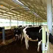 Ventiladores HVLS instalados sobre o corredor de alimentação de um galpão de laticínios aberto com alimentação de gado