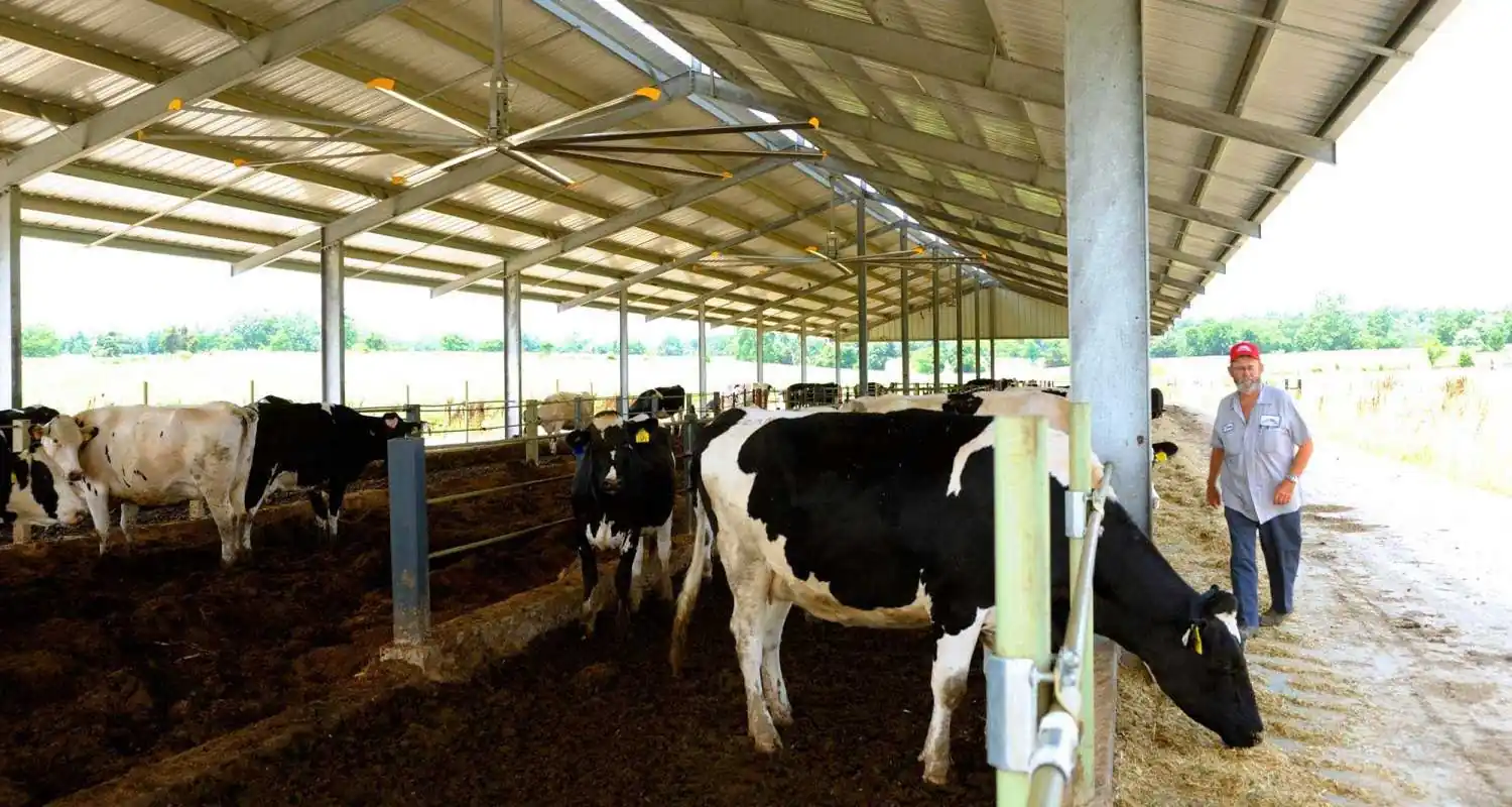 Grandes ventiladores HVLS instalados sobre o corredor de alimentação de um galpão de laticínios aberto