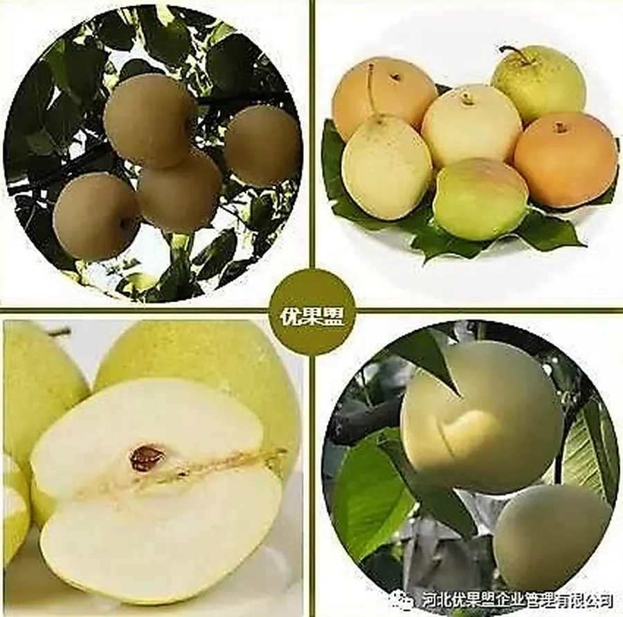 Choice Fruit Alliance が中国(北京)国際果実・野菜博覧会に初出展