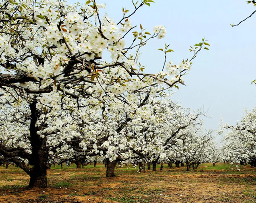 Pear orchard in blossom in Hebei