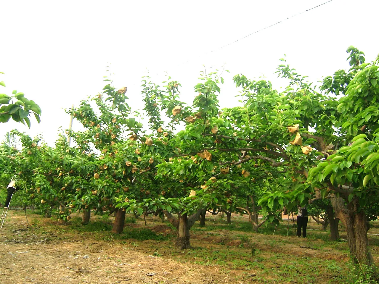 Registrierte Birnenplantage in Hebei