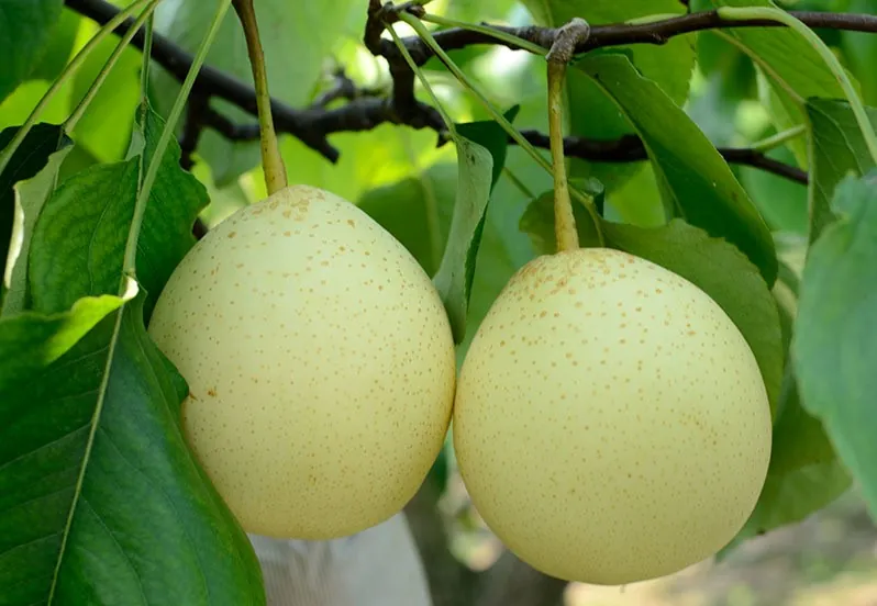 كمثرى على الأغصان في بستان بخبي
