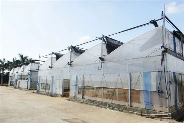 Saw Roof Film Greenhouse