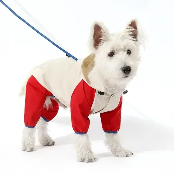 A white terrier dog wearing a red and cream protective coat on a leash against a white bac