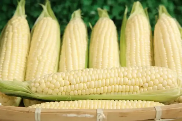 Husked Pearl White sweet corn cobs stacked in a bamboo basket, kernels pearl-white and glo
