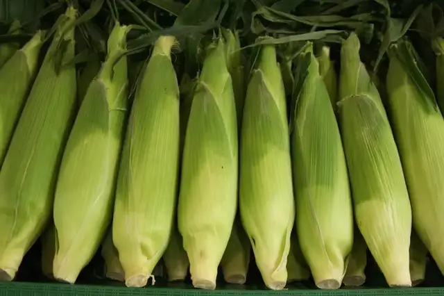 Freshly picked sweet corn ears in green husks packed side by side in a field crate