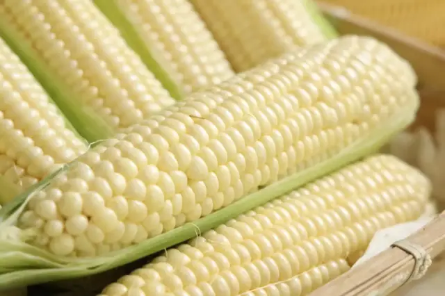 Close-up of Pearl White super-sweet corn kernels, plump and ivory-coloured in the husk